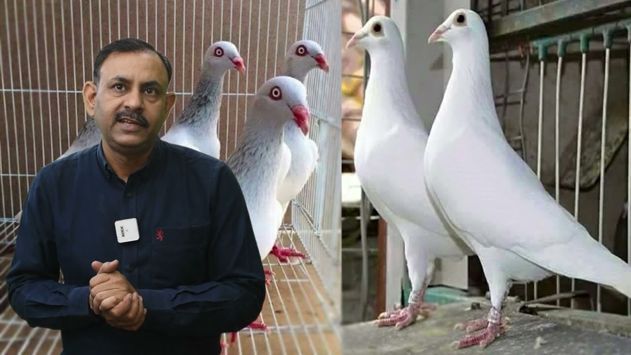 कबूतरों का स्टेमिना बढाने के लिए ये चीजे खाने में दे | Pigeon Stamina | Dr Nagender Yadav