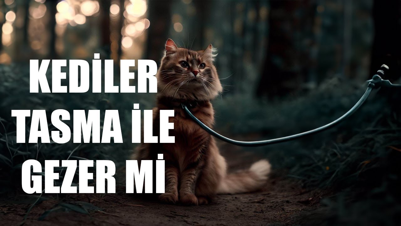 Kediler Tasma İle Gezdirilebilir mi?