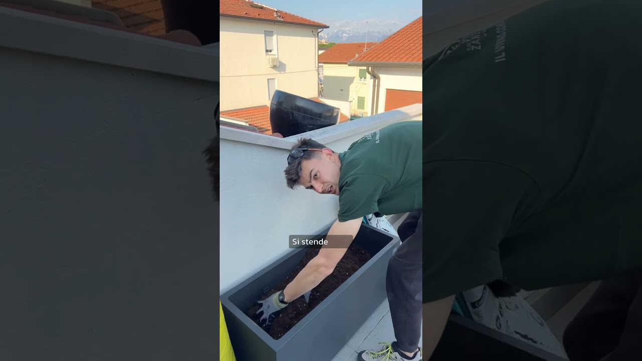 Gli Osmantus sono piante ideali per balconi e terrazzi!