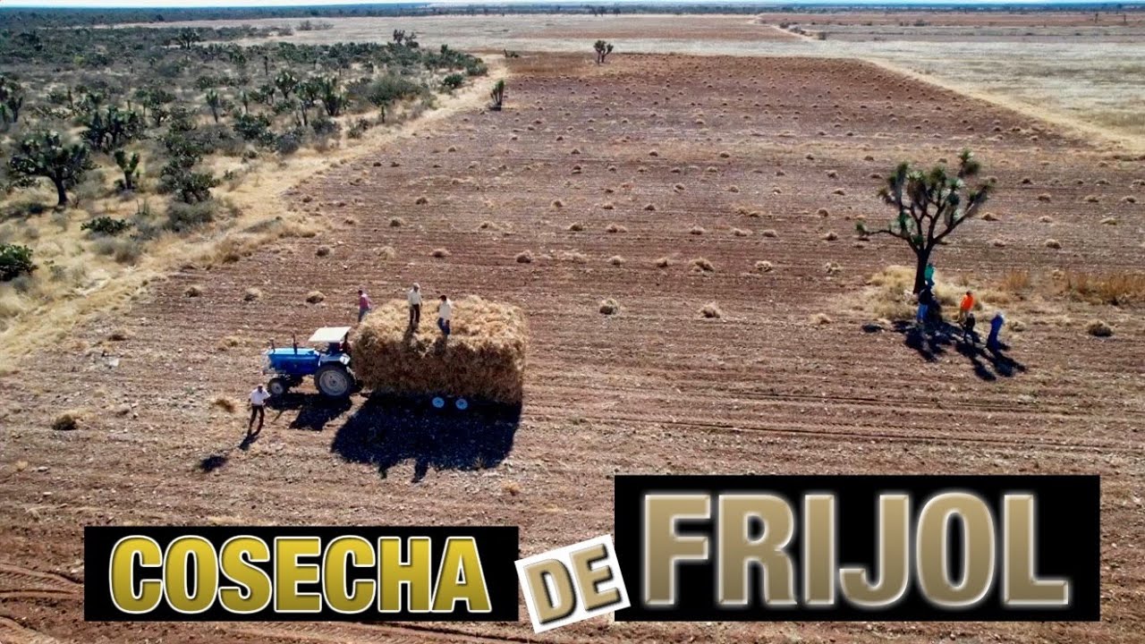 SACANDO EL FRIJOL del barbecho