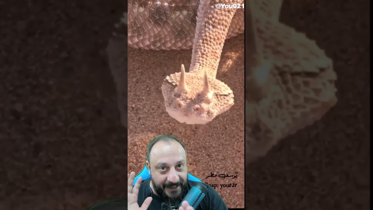 Casa animal | V&iacute;bora com chifres do deserto