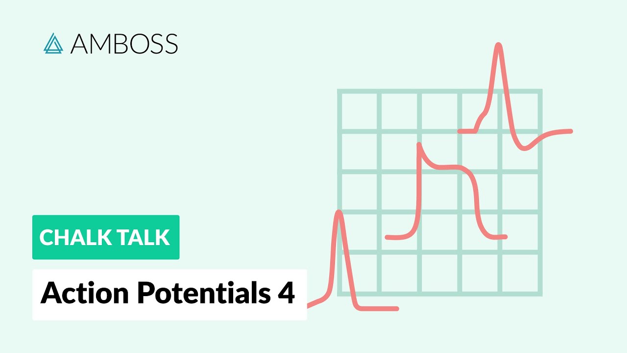 Action Potentials - Part 4: Myocardial Contractile Cells