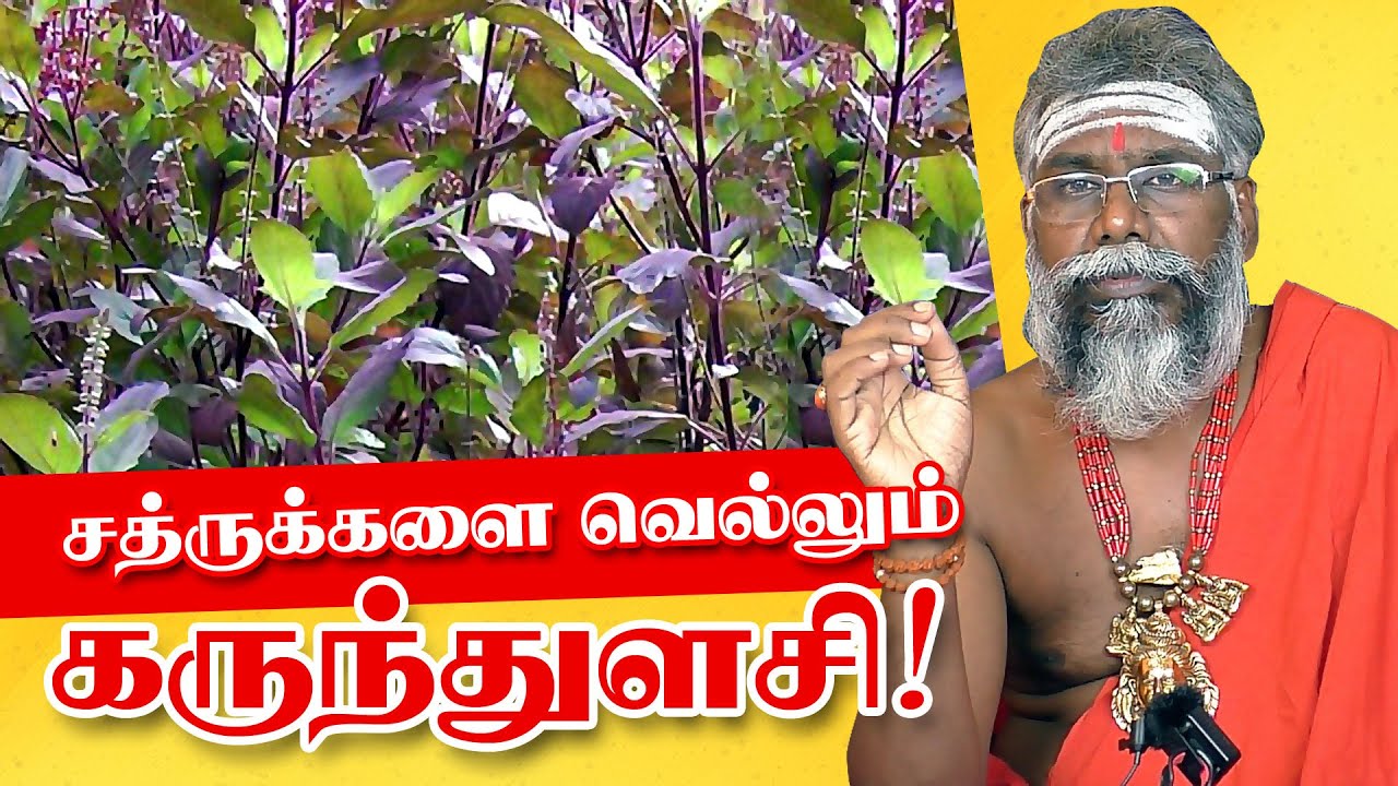 karunthulasi | Ethirigalai Viratta | சத்ருக்களை (எதிரிகள்) விரட்டியடிக்கும் கருந்துளசி ikeyspiritual