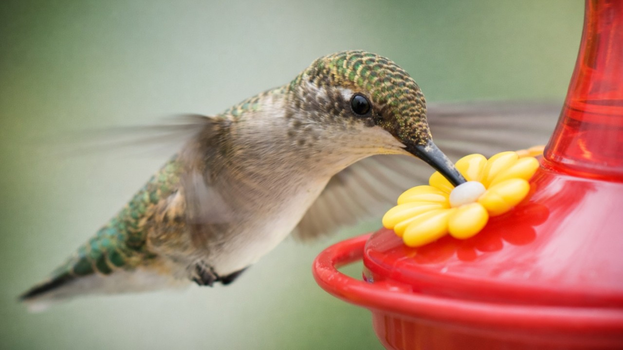 Hummingbirds STRUGGLE to Feed During Intense Winds  🌬️🐦   |「ハチドリのフィーダー観察 – 風の中で」