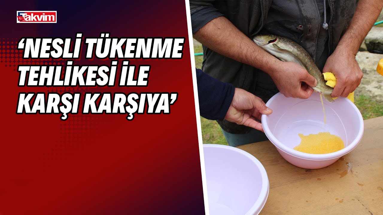Nesli tükenme tehlikesi taşıyan kırmızı benekli alabalık üretimine destek