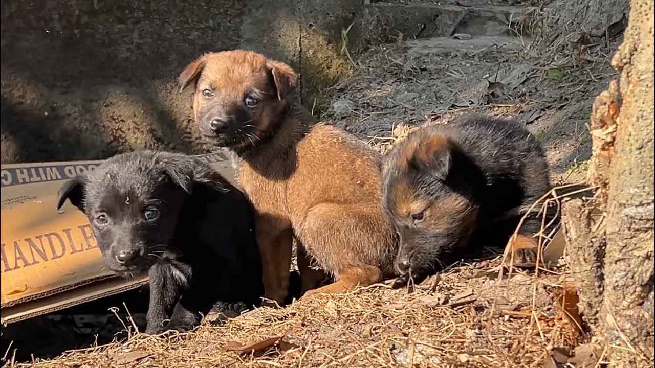 Cute 💜 puppies 🐶