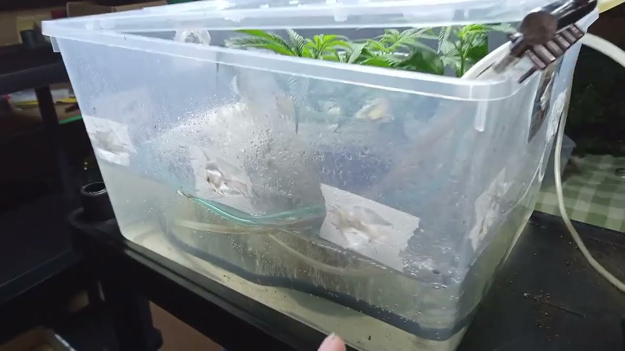 homemade bubble cloner. not the best lol but hey she works! we have roots!!!