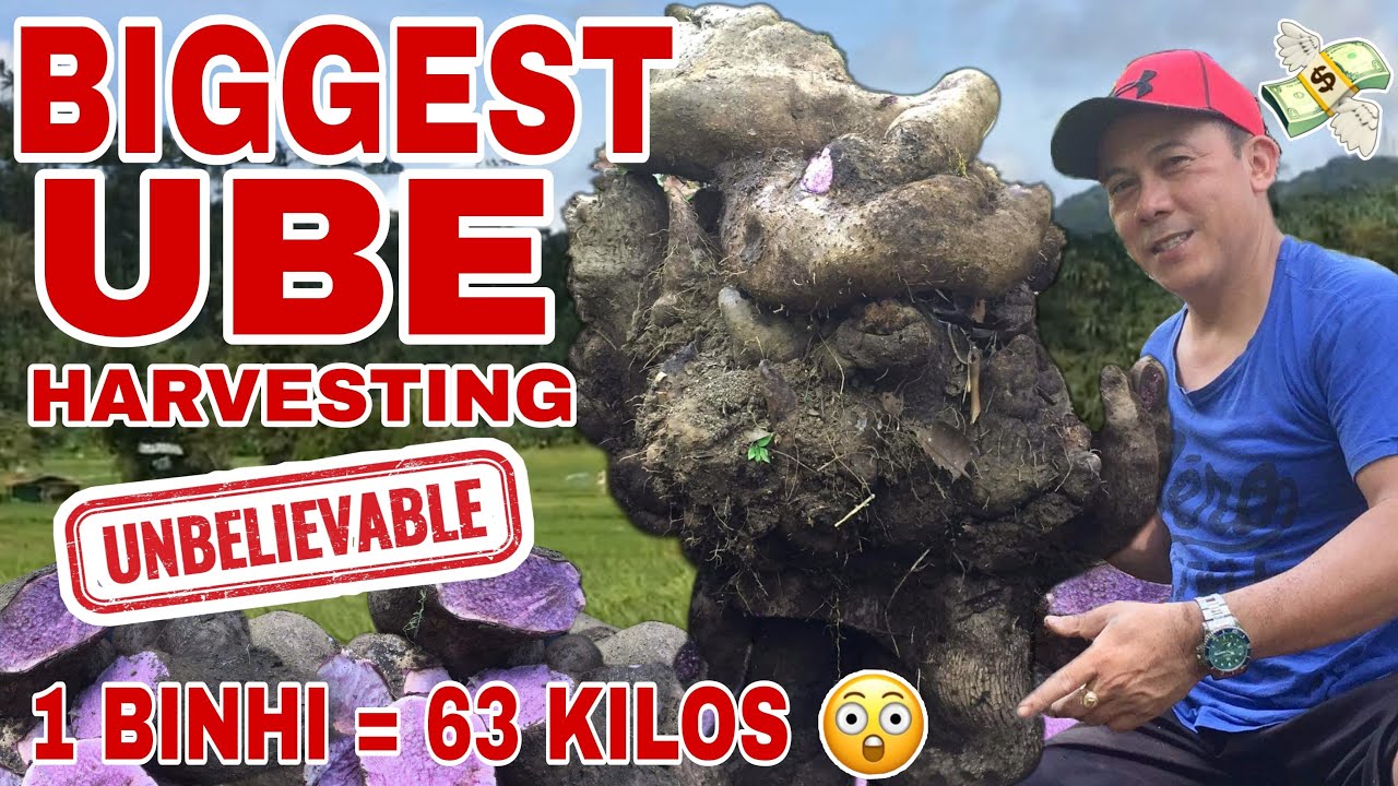 1 BINHI, 63 KLS ANG LAMAN! (PAG-AANI NG UBE BALISWAK) | Biyaherong Batangueno