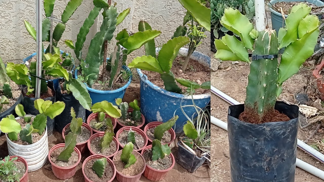 طريقة صحيحة ليتكاتر أشجار التنين دراجون فروت dragon fruit معلومات كتيرة لزم تعرفها
