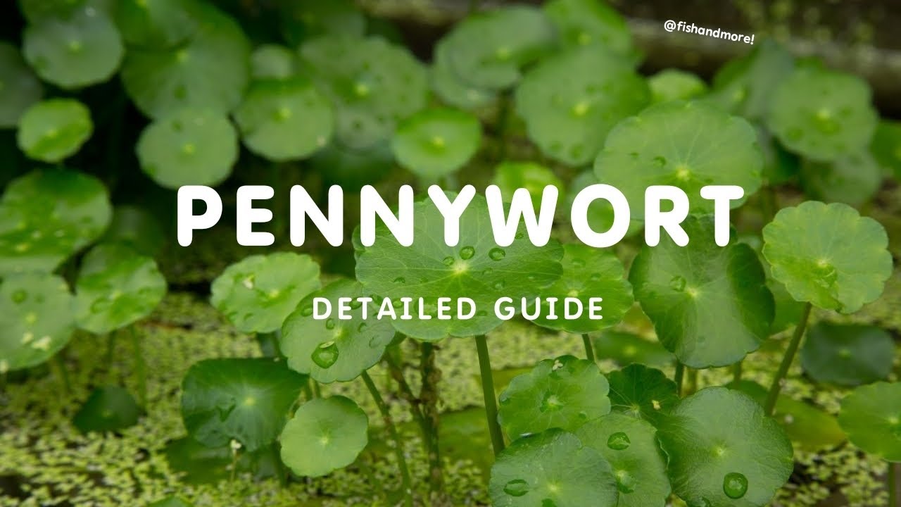 PENNYWORT CARE GUIDE | PENNYWORT PLANT DUMMIES CARE GUIDE |