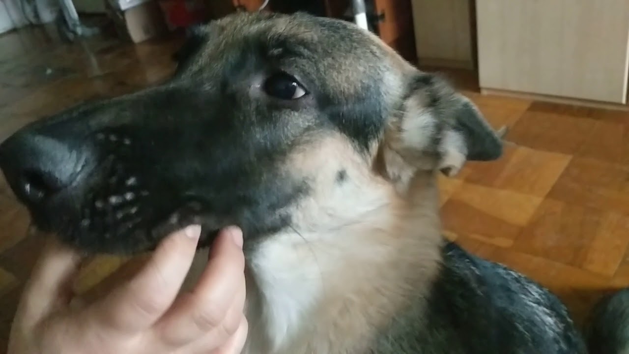Spoiled German Shepherd demanding attention