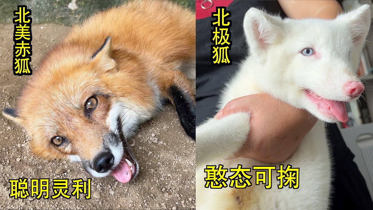 宠物狐狸如何选择，北极狐跟北美赤狐，那种更好？
