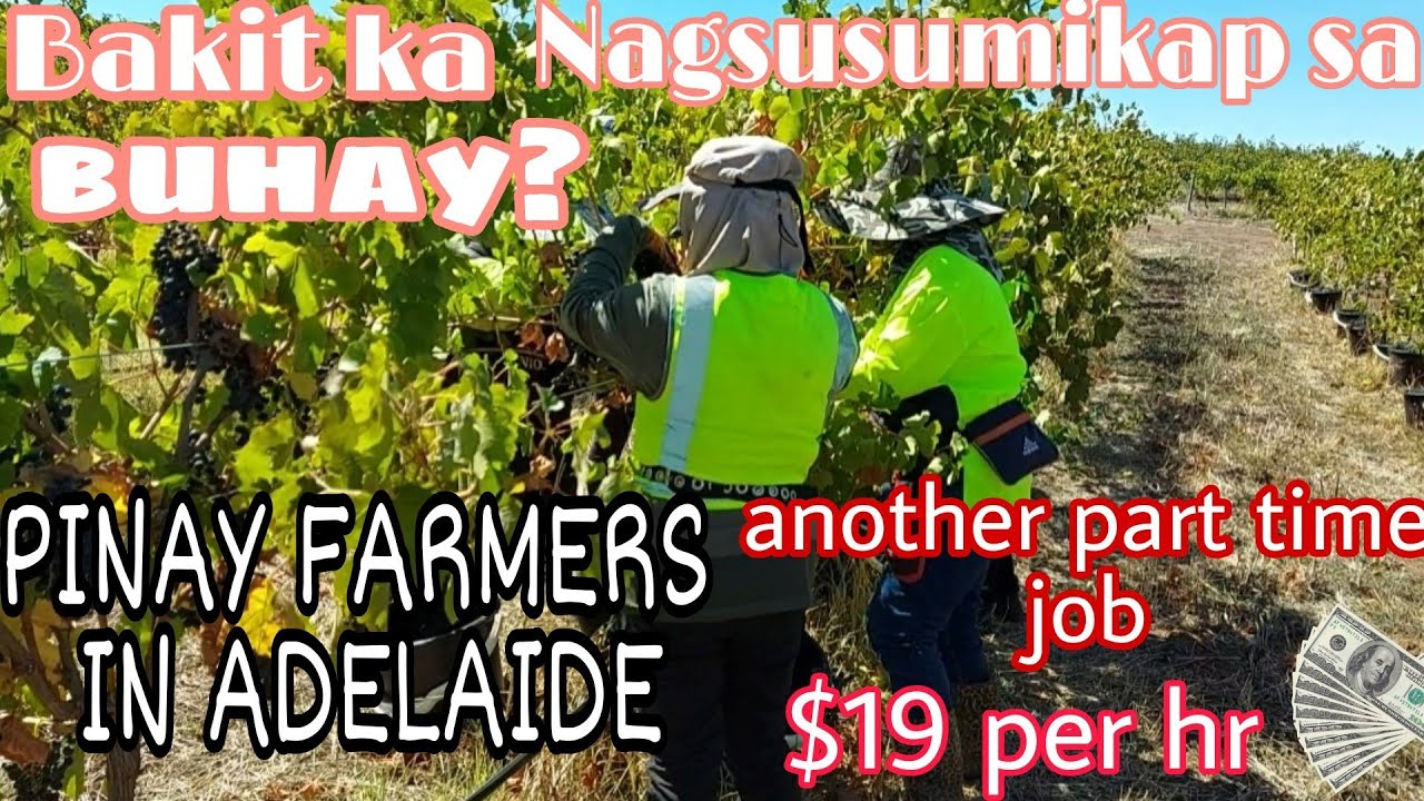 PINAY FARMER IN ADELAIDE |PICKING GRAPES $19 PER HR