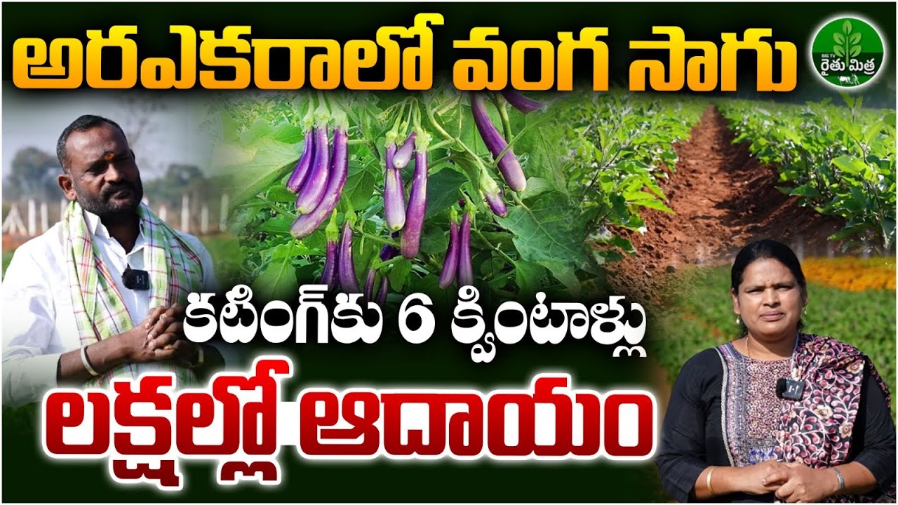 Success Story of Brinjal Farming | అరఎకరాలో వంగ సాగు..లక్షల్లో ఆదాయం | BIG TV