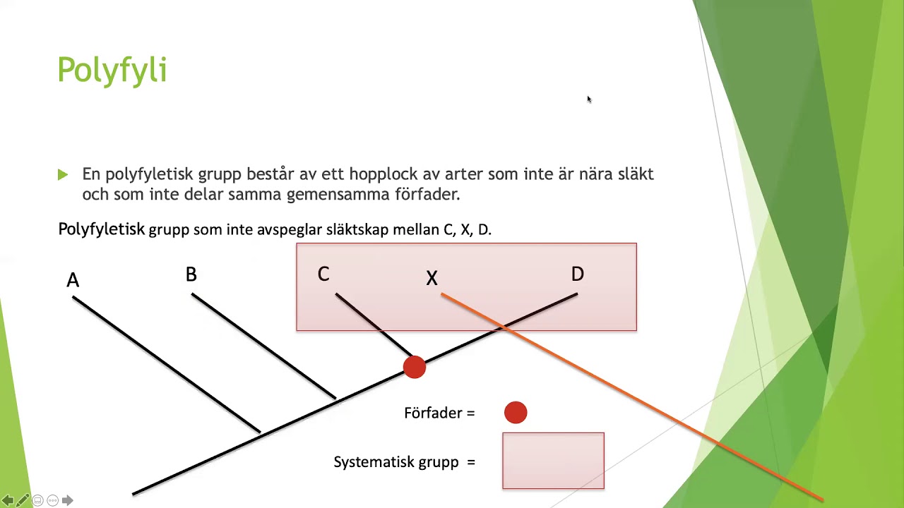 Fylogenetiska begrepp - Biologi 1 (100 p)