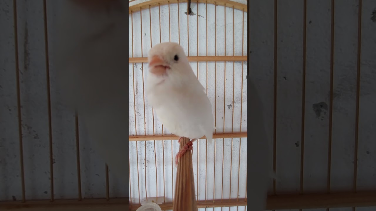 #canariobelga #canariobelga #canarybelga #canario #canariobelgacantando #canaribelgasalsa #birds
