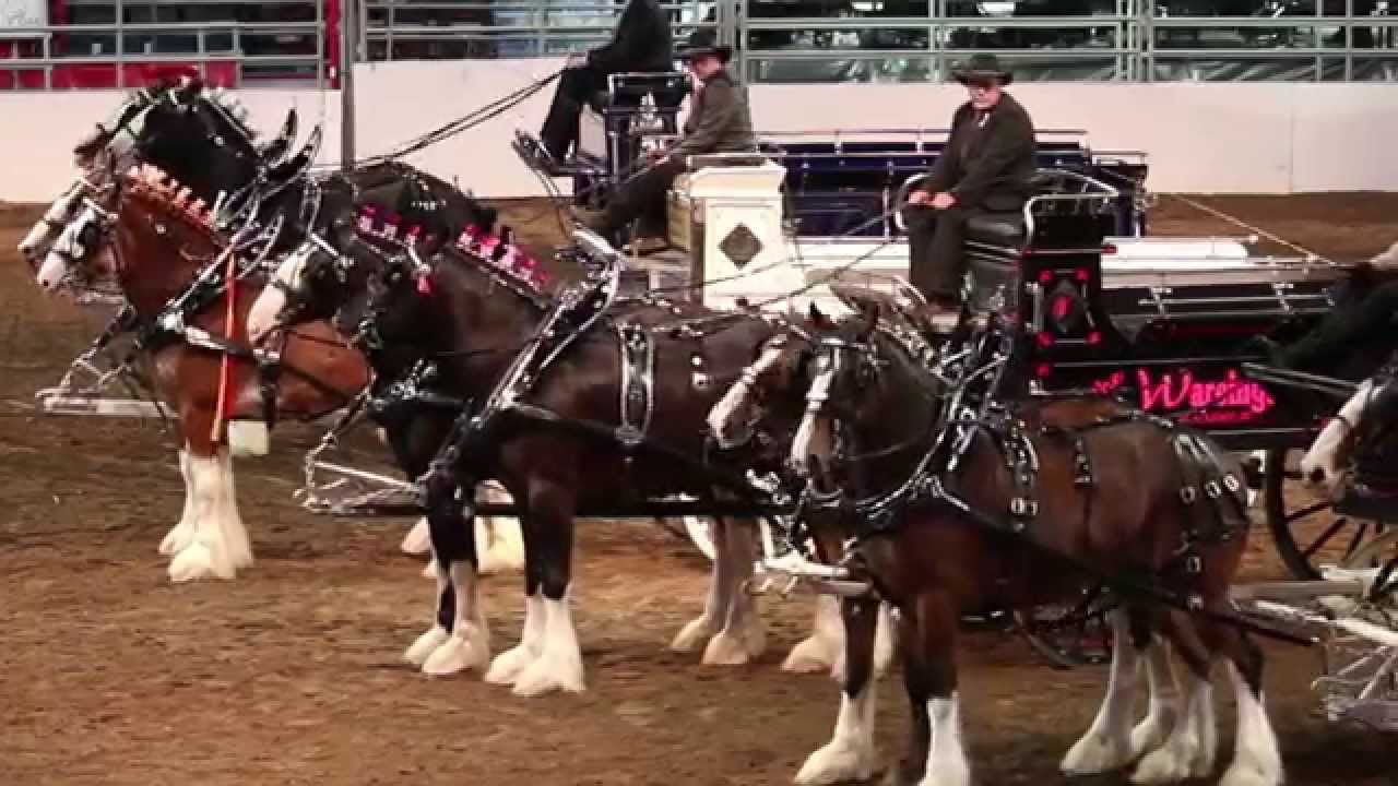 Heavy Horse Show - Team - Calgary Stampede 2015