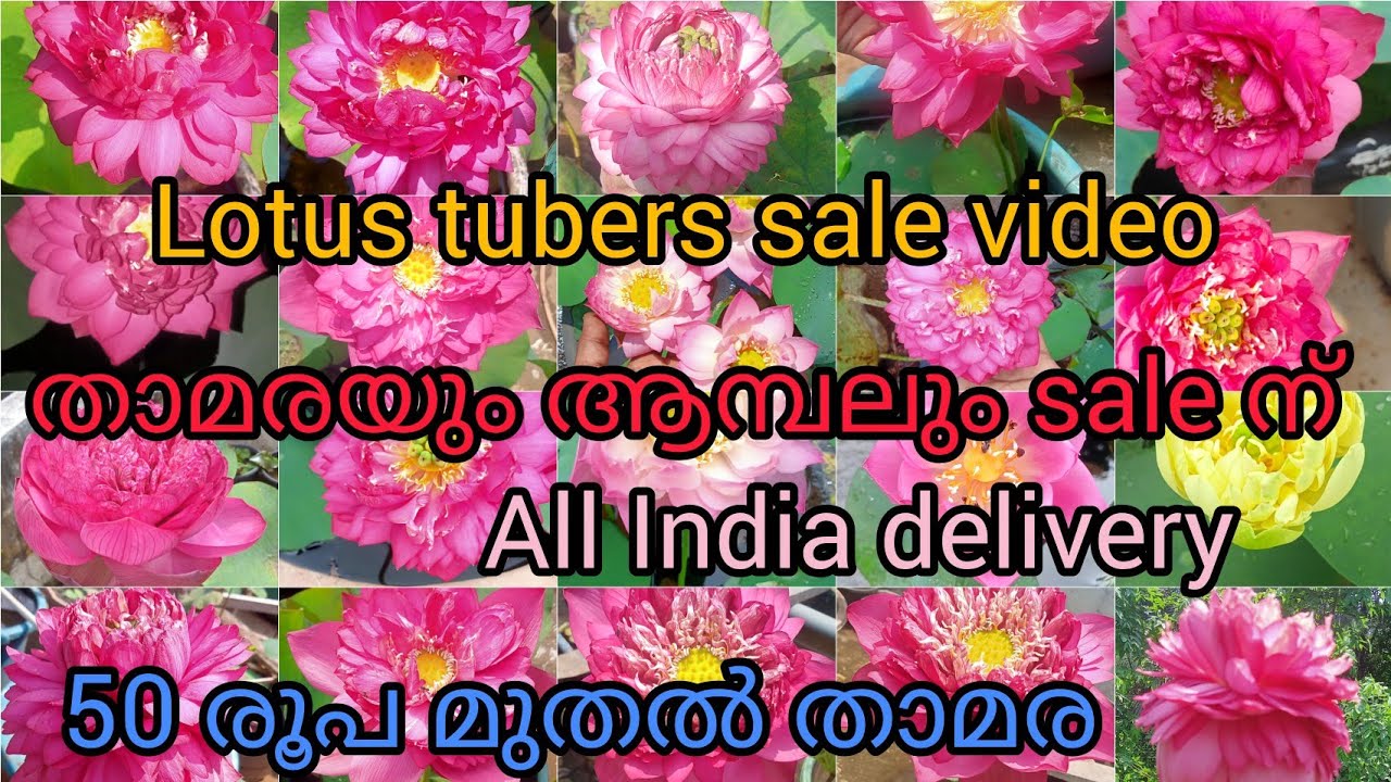കുറഞ്ഞ വിലയിൽ താമരയുടെ tubers #sale video #9447113941 