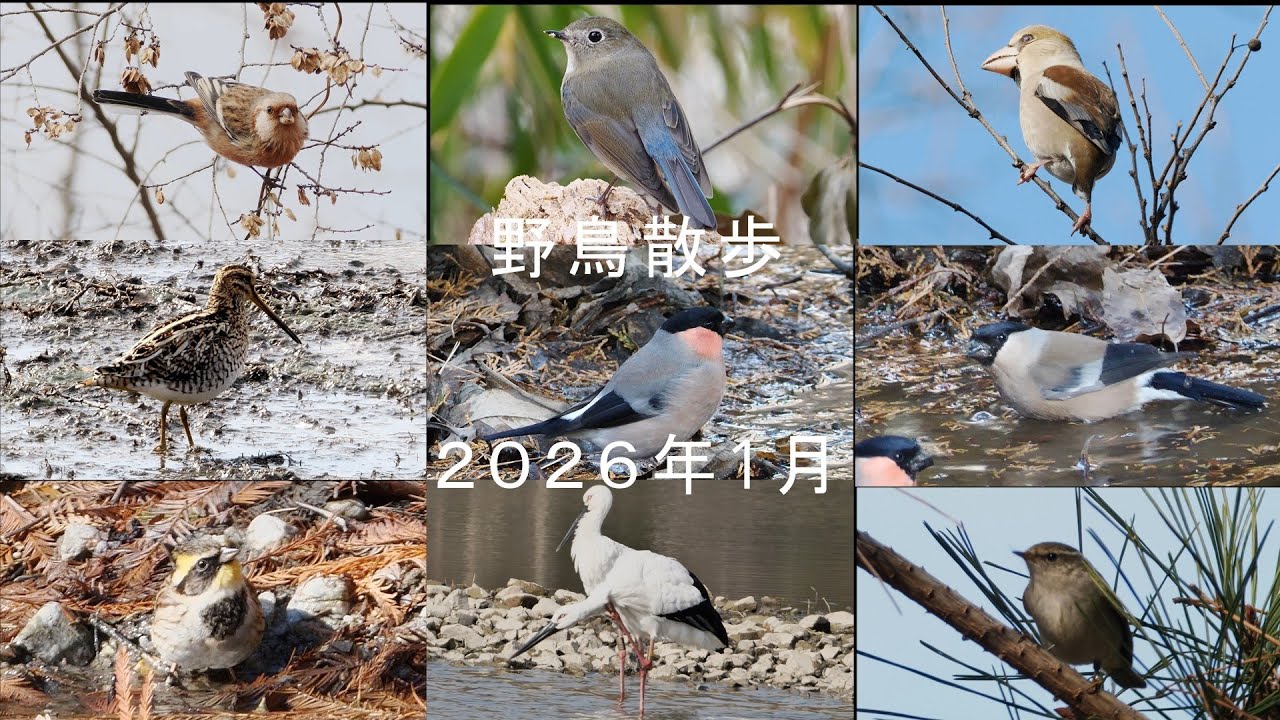 野鳥散歩　ちょっとピンボケ　2026年1月
