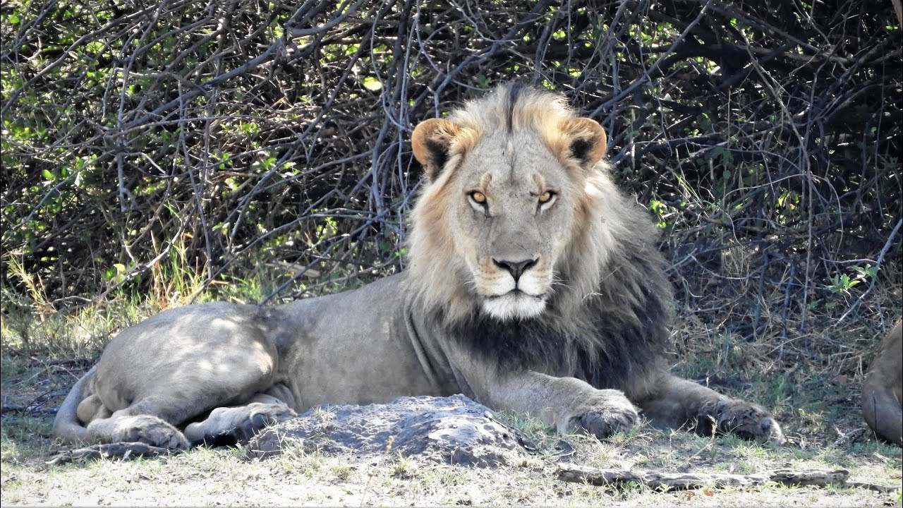 Etosha und Caprivi - Namibias magische Tierwelten - Doku in 4K