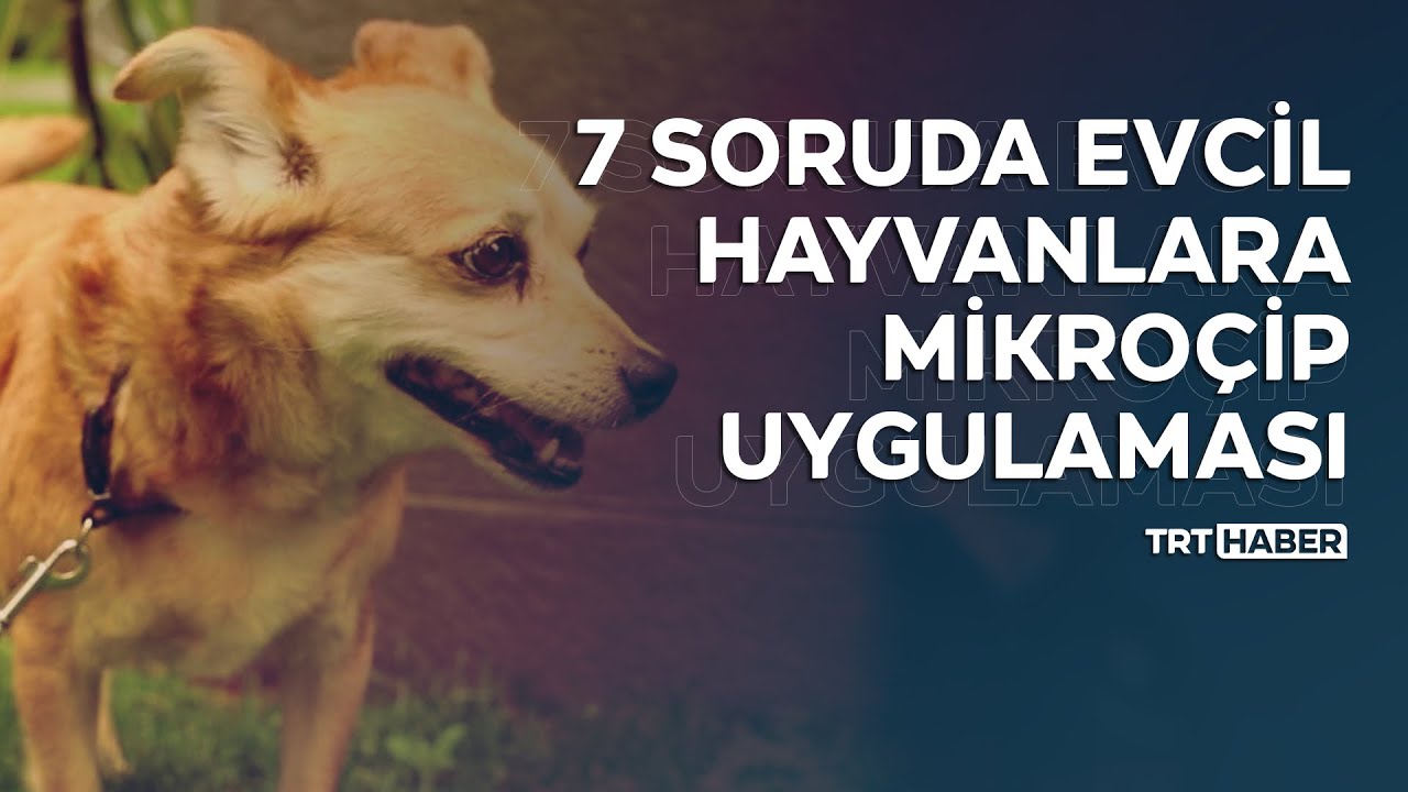 Evcil hayvanlara mikroçip uygulamasıyla ilgili merak edilenler
