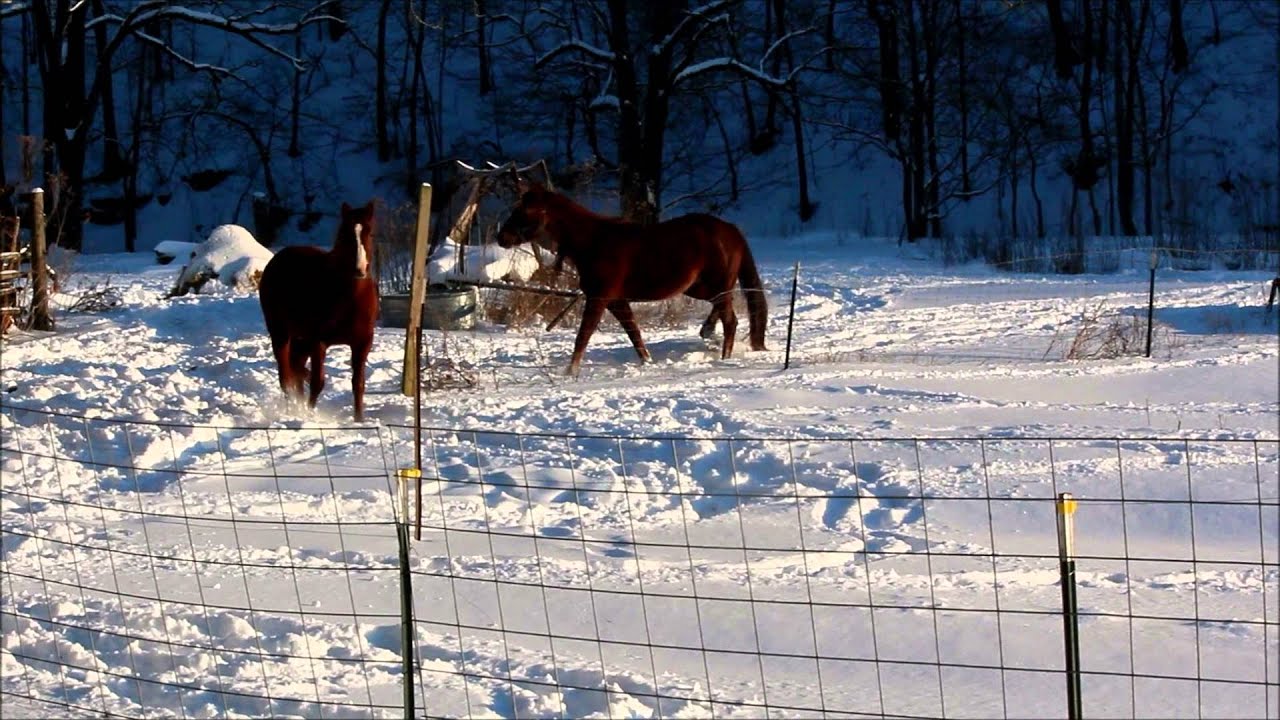 horse snow run