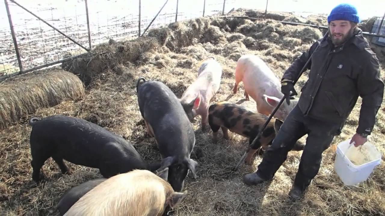 Composting Pigs