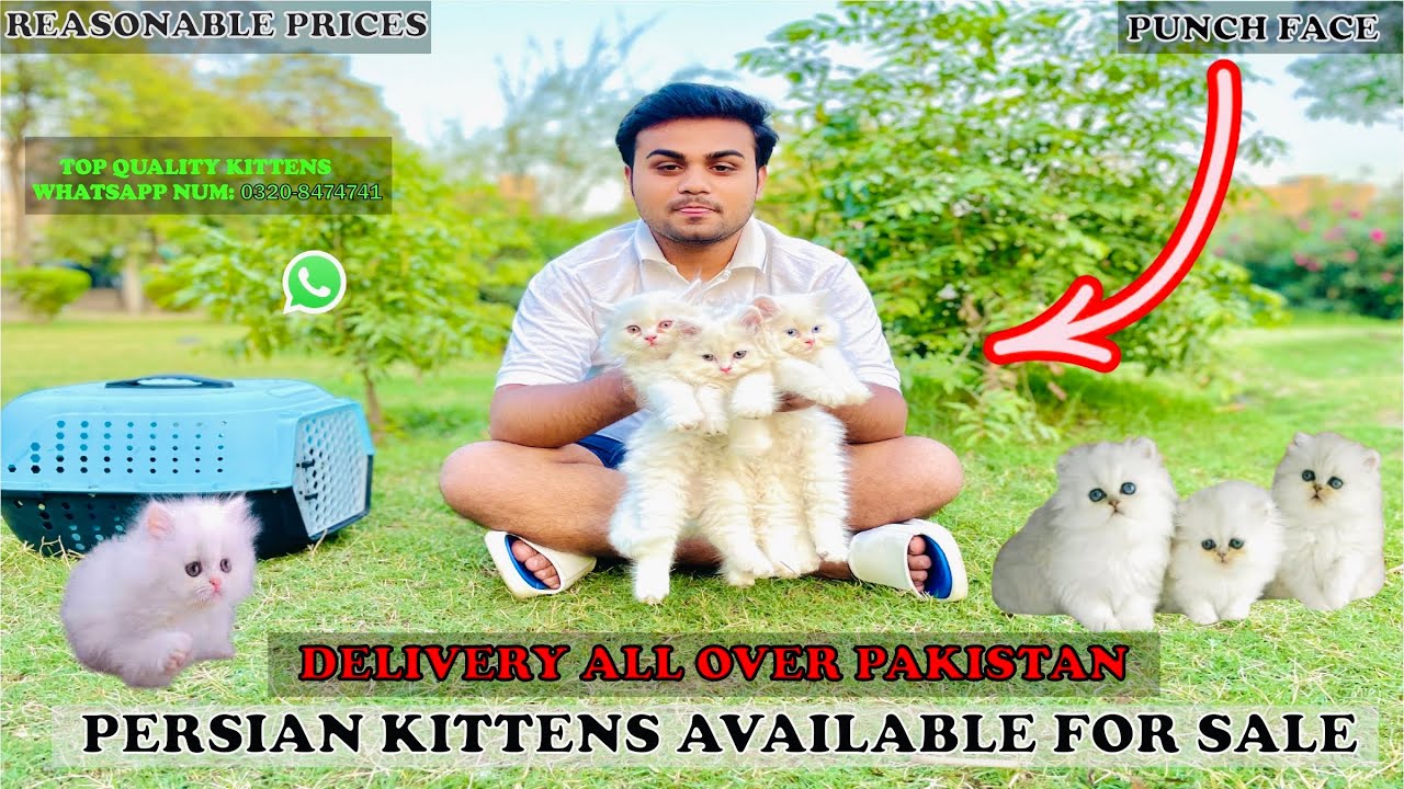 Punch Face Persian kitten Prices/Cheapest cats shop/Triple coated 
