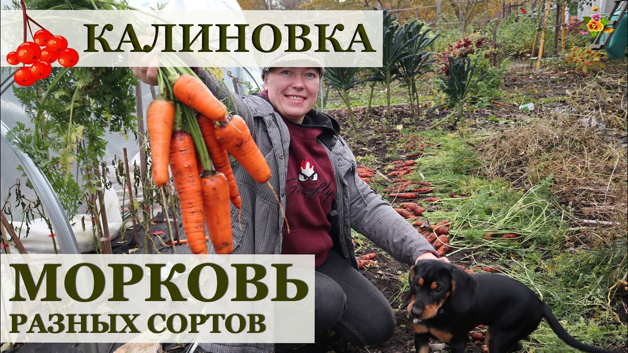 МОРКОВЬ удалась без хлопот! Оценю 9 сортов моркови