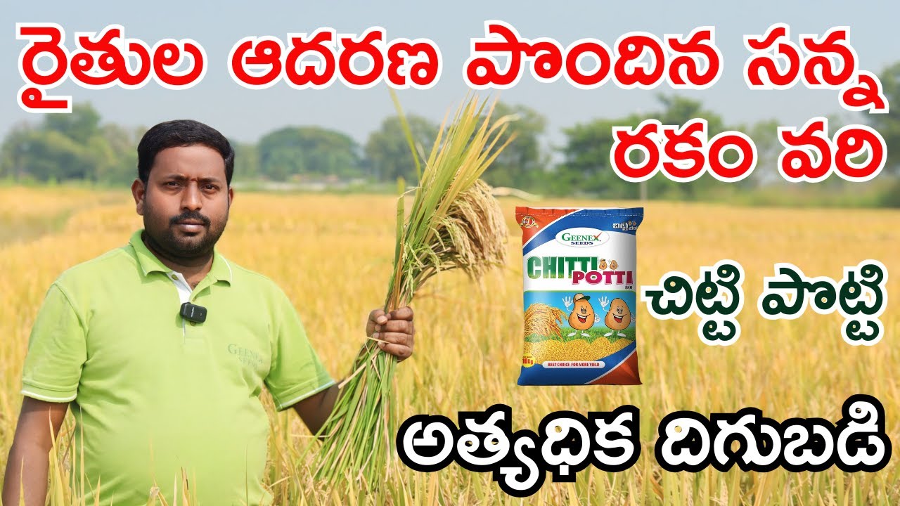Chitti Potti Paddy variety low investment, high yield | Chitti Potti Paddy Seeds | Geenex Seeds