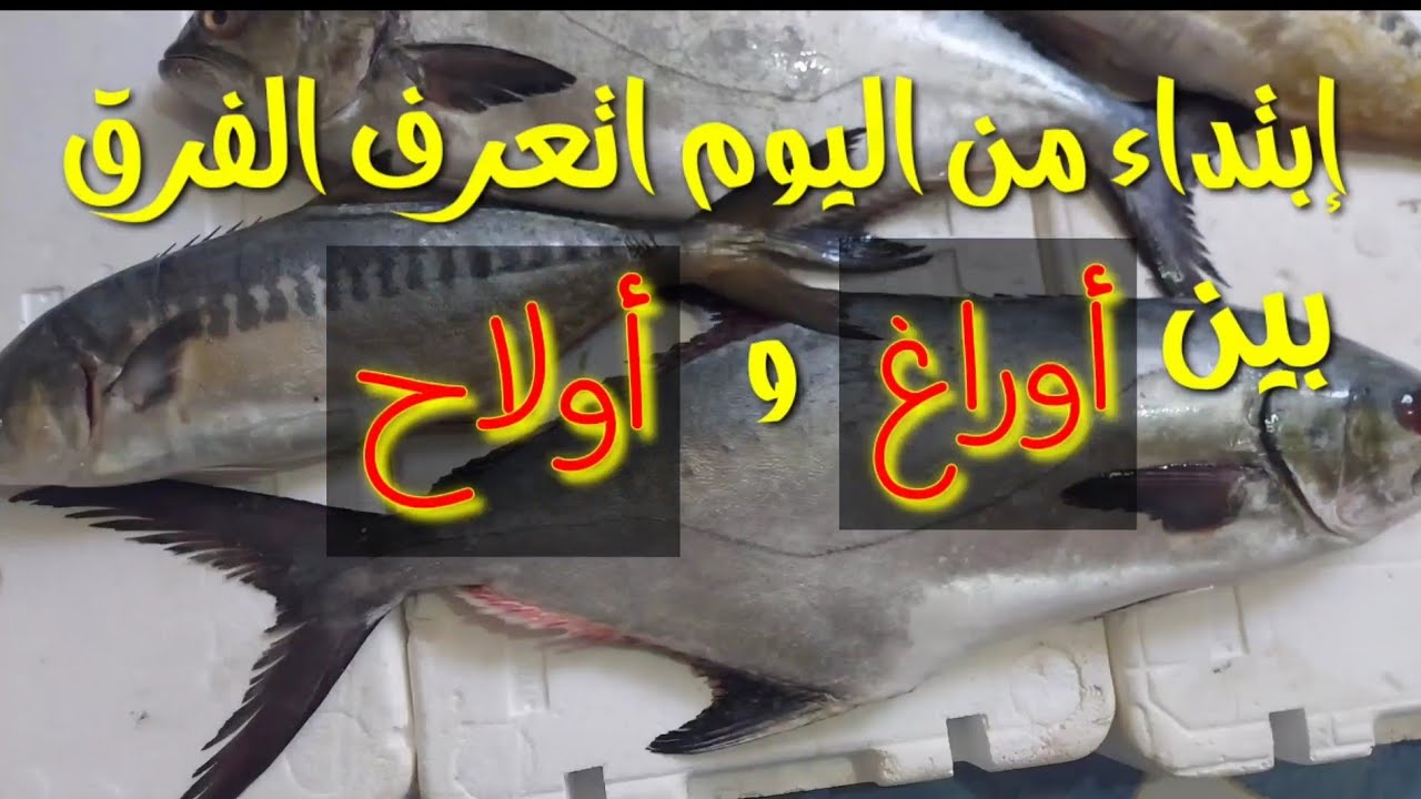 الفرق بين أوراغ واولاح وشكون لحمو بيض وشكون لحمو حمر