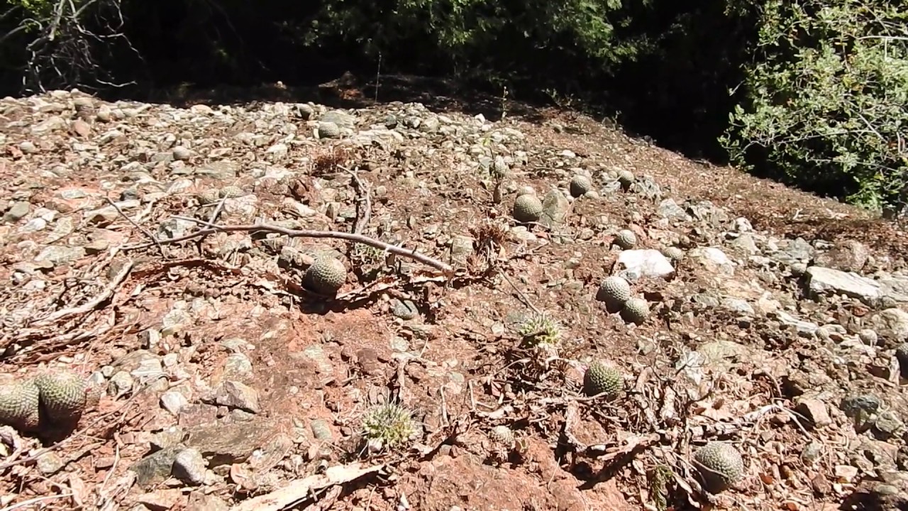 Visitando a Mammillaria huitzilopochtli.
