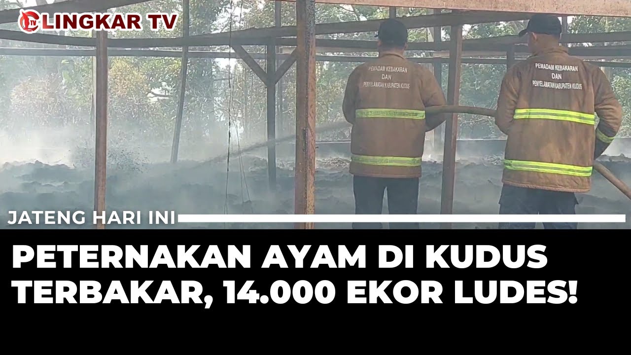KEBAKARAN PETERNAKAN AYAM DI KUDUS HANGUSKAN RIBUAN EKOR, KERUGIAN MILIARAN