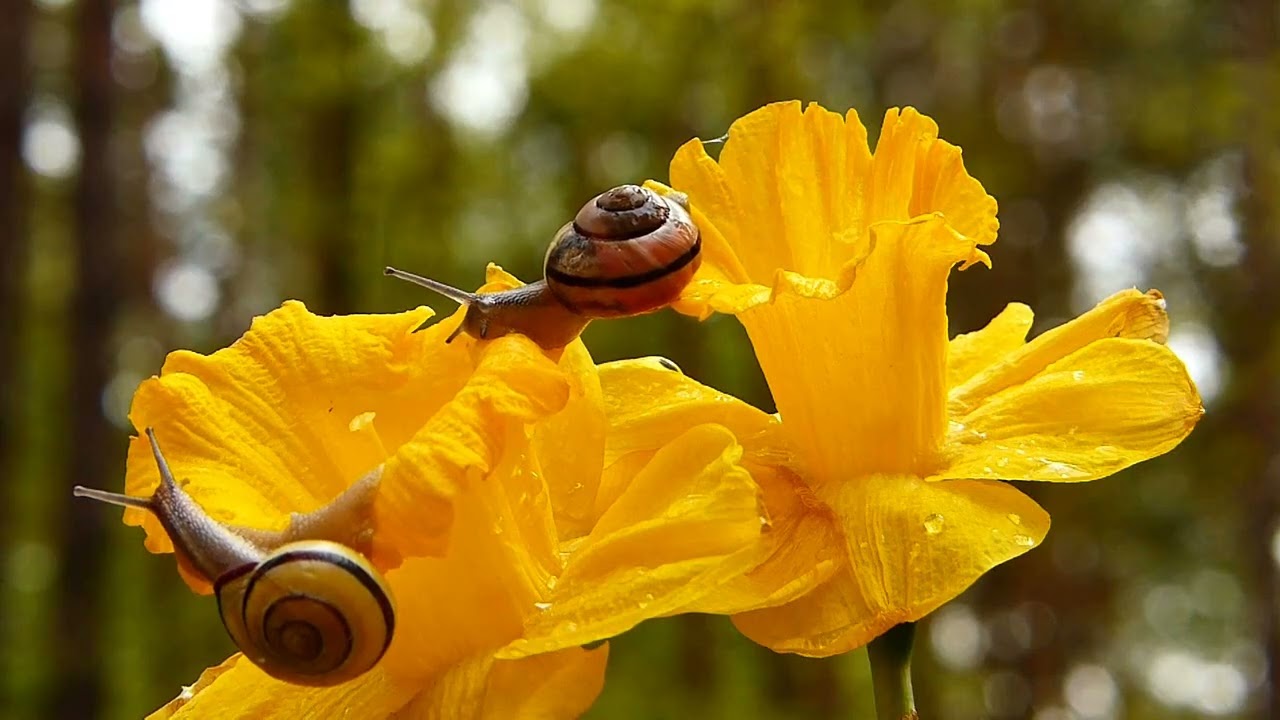 Beautiful Flower Garden