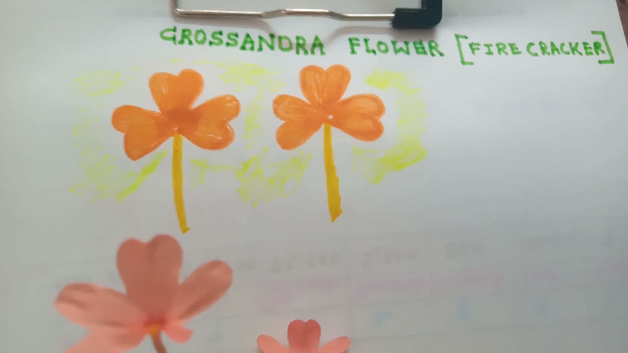 Draw CROSSANDRA Flower (ABOLI)