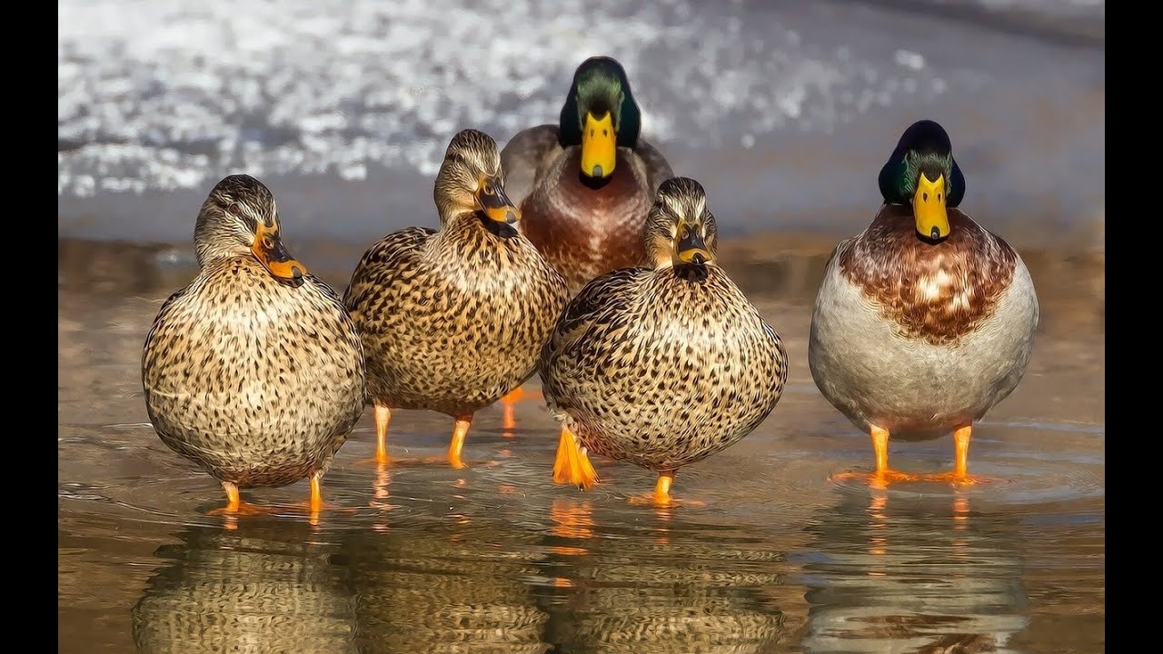Quacking Duck sounds for stress relief