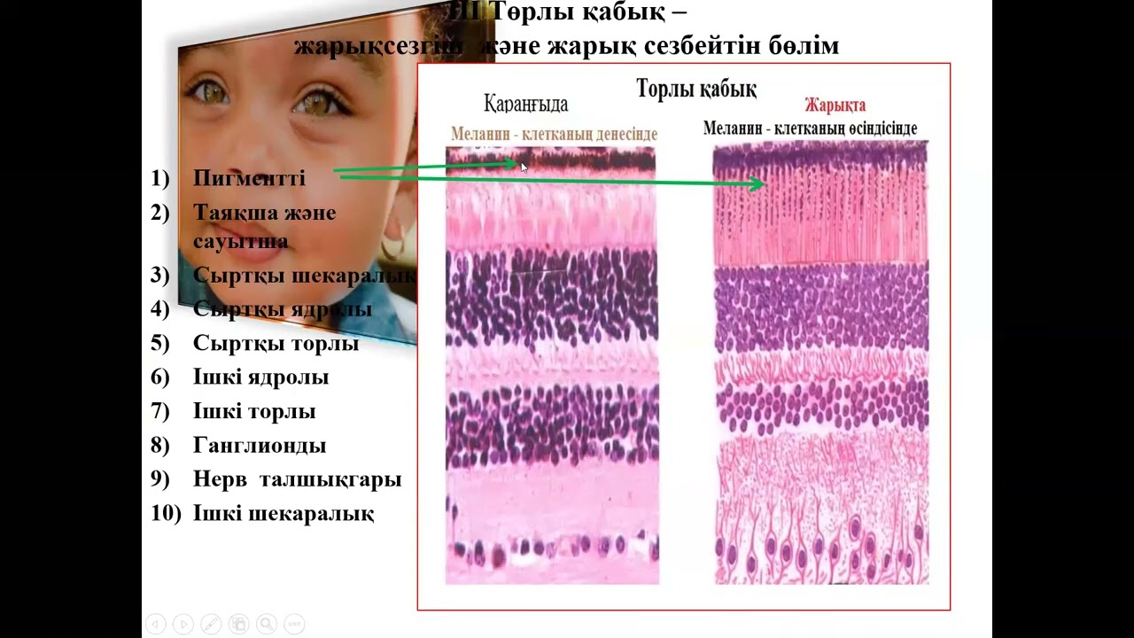 Гистология. Көру және иіс сезу мүшесі.