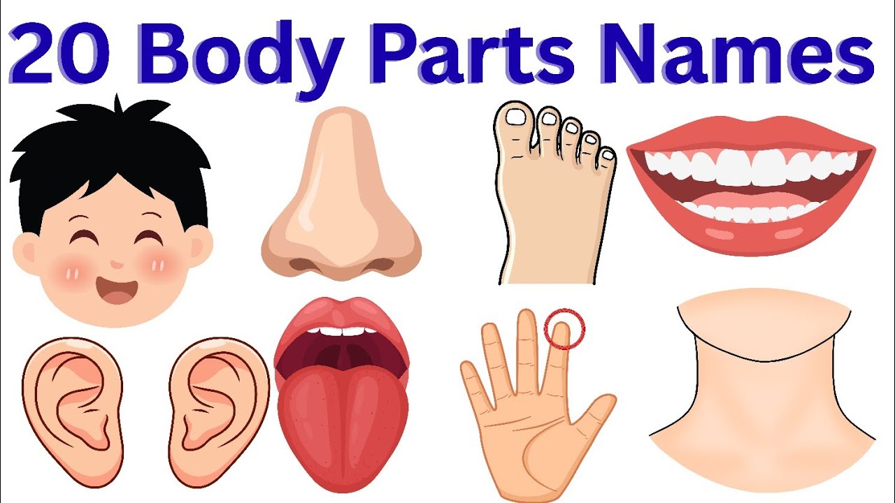 Learn 20  Body Parts Names for kids| 20 Body Parts Names| Body Parts Names with pictures|#bodyparts 