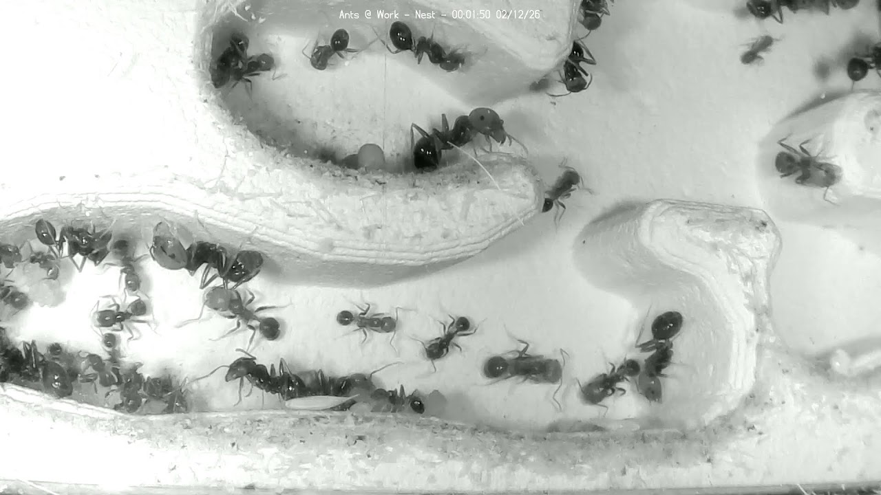 🔴 Ants at Work - Nest - Day 1937, Messor Barbarus Ants Live Webcam, Ant Farm in Hamburg, Germany