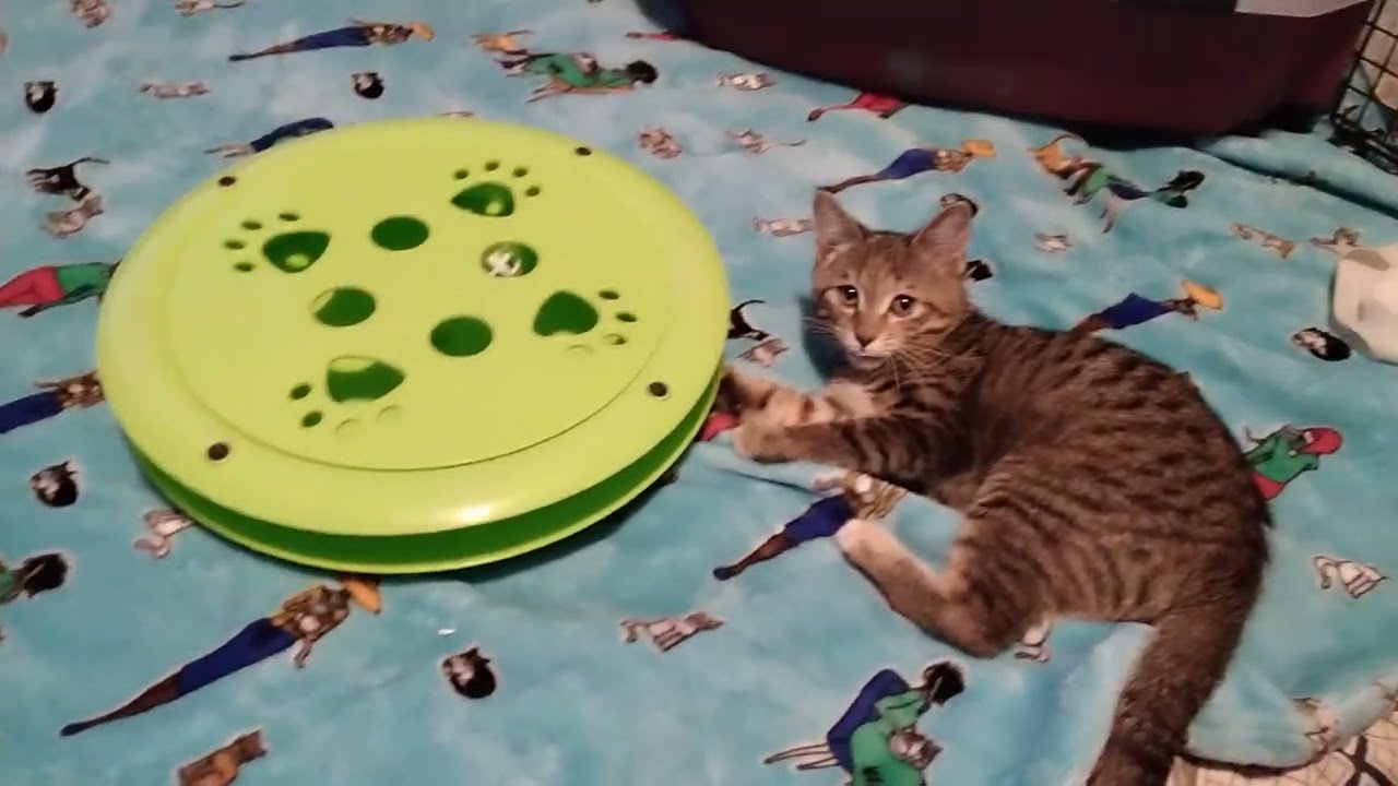 She is Playing it Her Cat 🐈 😻 🐈‍⬛️ Toy 🥎🥎🥎 Cat Have Good Time ⏰️⏰️ Playing it Her Cat 🐈 Toy 