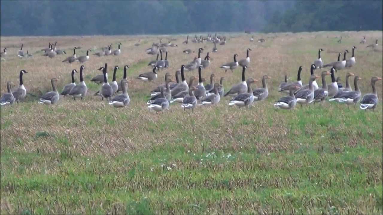 Kanadag&auml;nse Graug&auml;nse und Bl&auml;&szlig;g&auml;nse. G&auml;nsejagd,