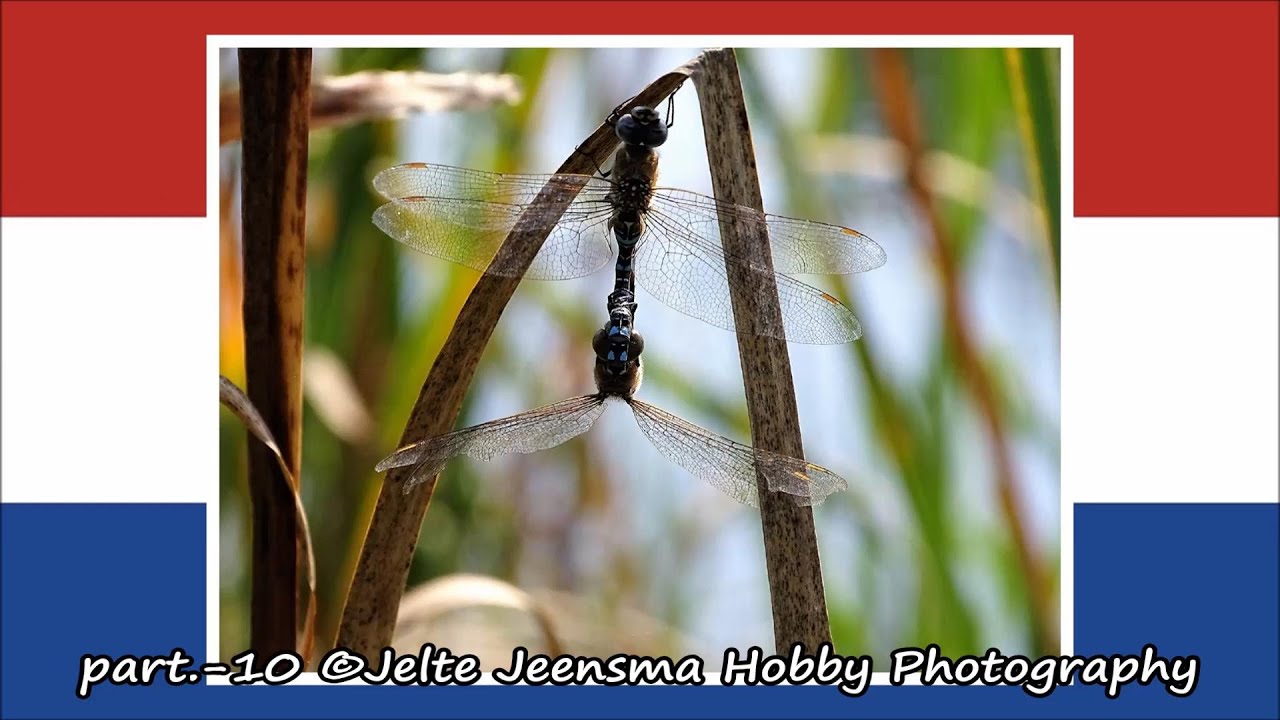 part.-10 &copy;Jelte Jeensma Hobby Photography
