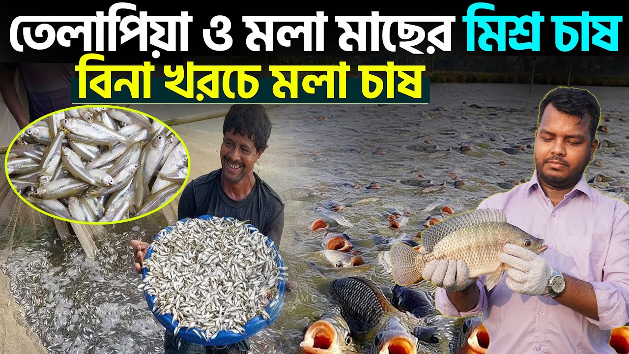 তেলাপিয়া ও মলা মাছের চাষ পদ্ধতি || Shakib Agro || মলা মাছের মিশ্র চাষ || বিনা খরচে মলা চাষ