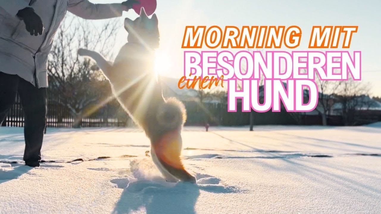 Süßeste Morgenroutine Mit Unserem Welpen & 4 Must-Know Fakten über AKITA INU