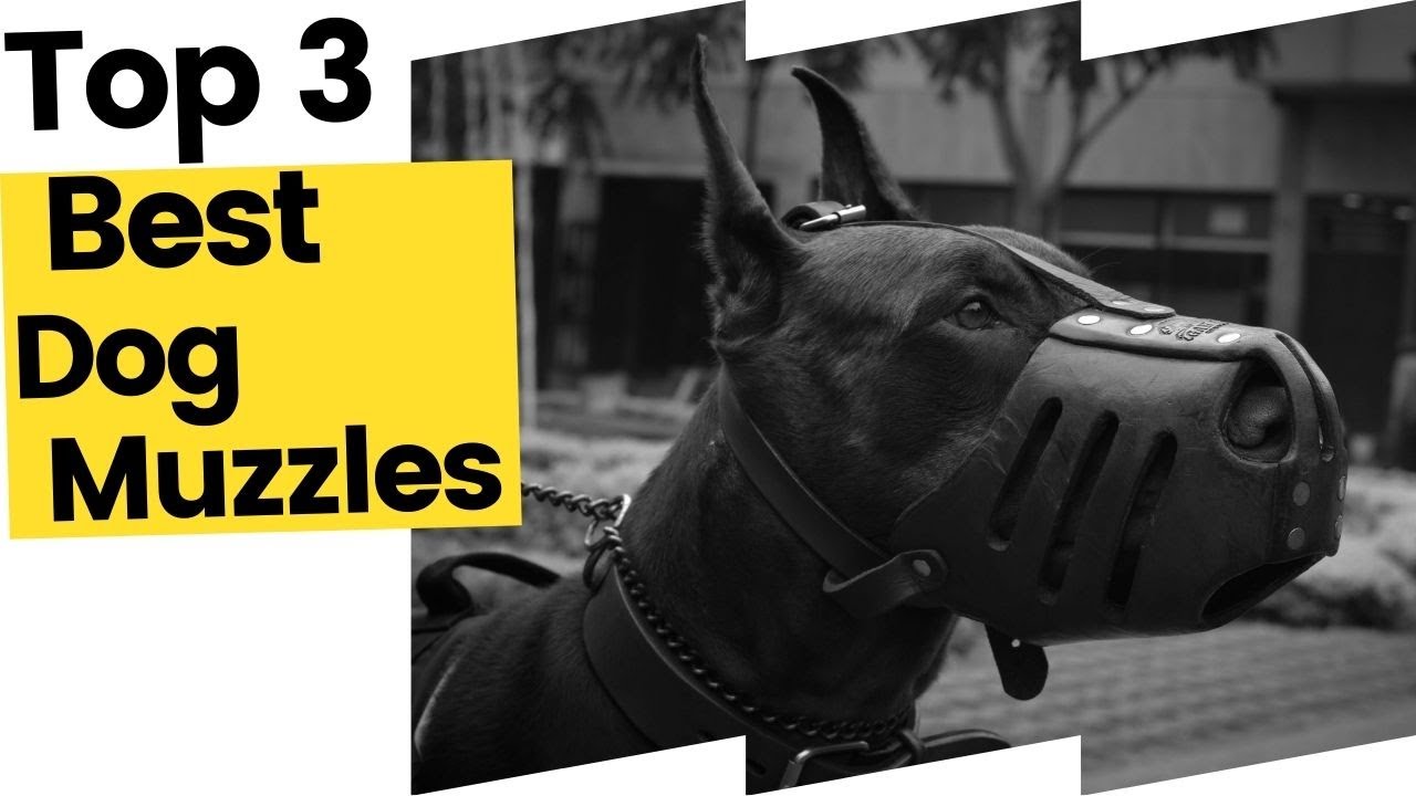 Best Dog Muzzles On Amazon in 2023