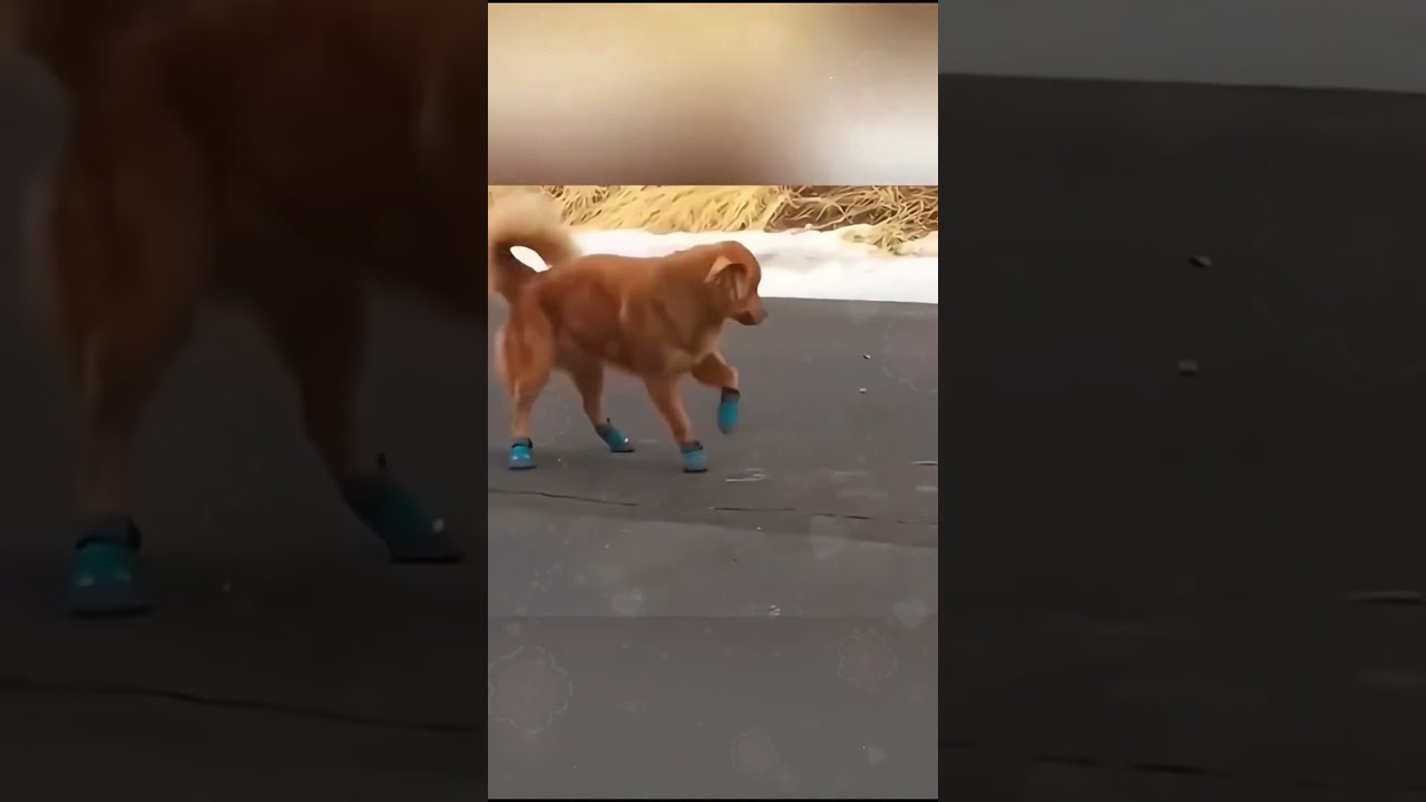 #забавный