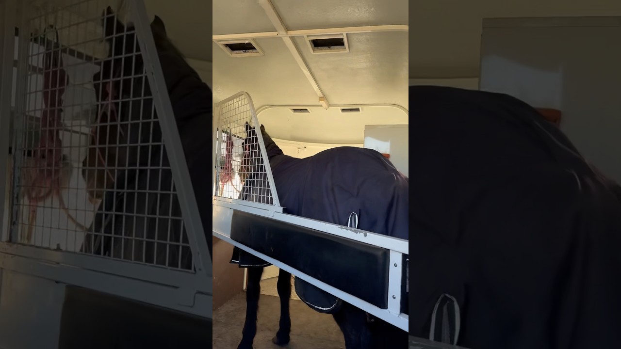 Floating to our lesson #horse #horseriding #equestrian