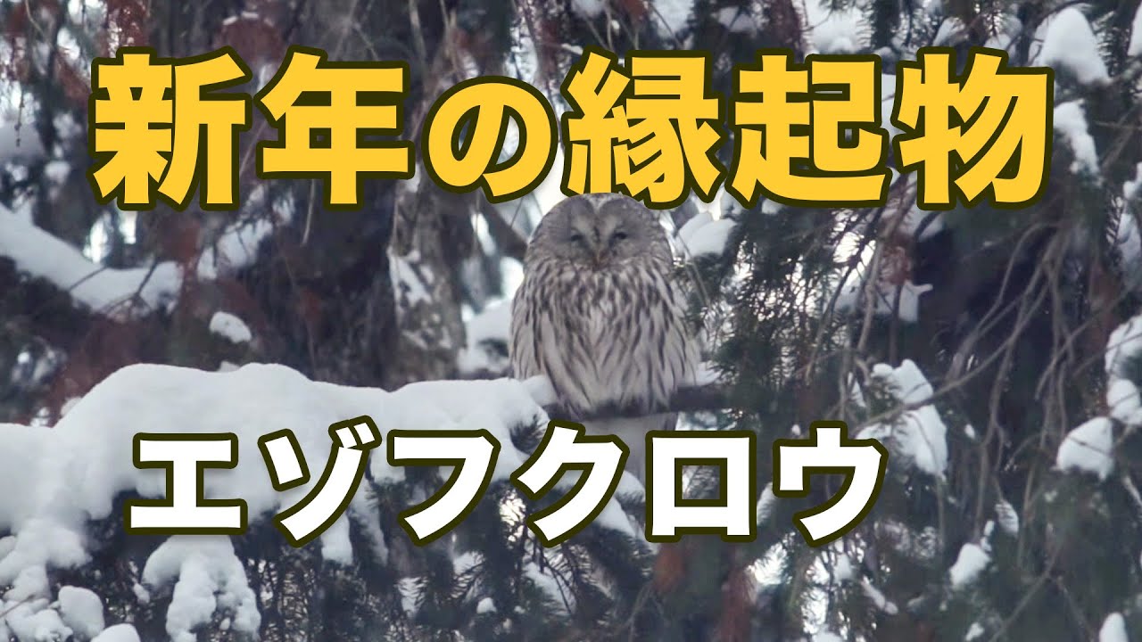 新年の公園で出会ったエゾフクロウ｜雪の日の静かな縁起物