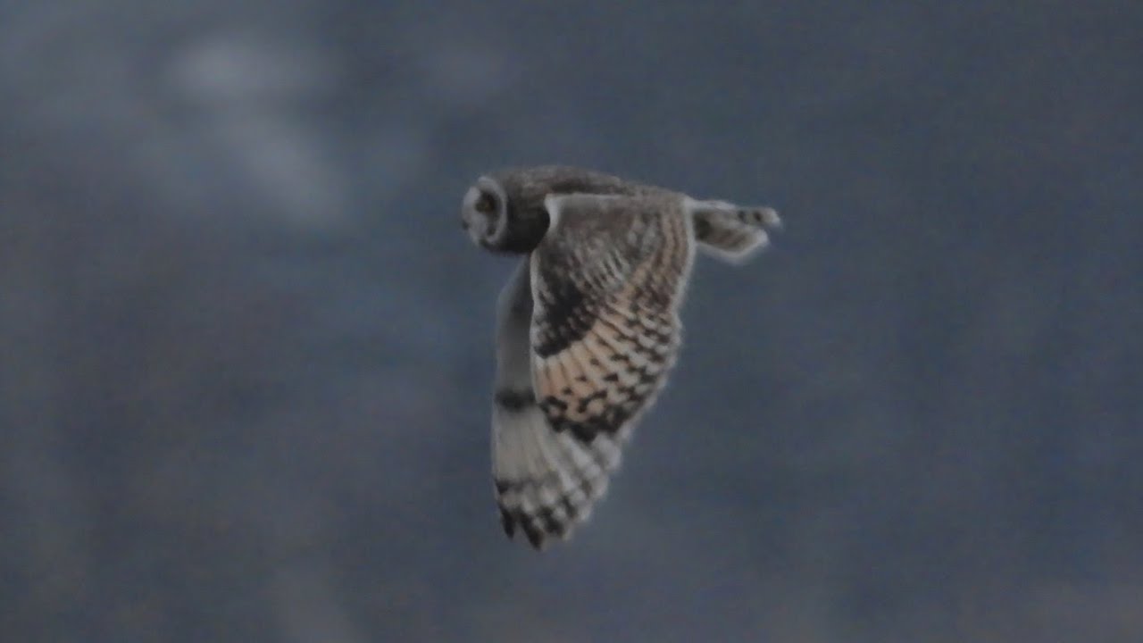 Jorduggla (Short-eared owl, asio flammeus) 2023-03-18 Ornakärr
