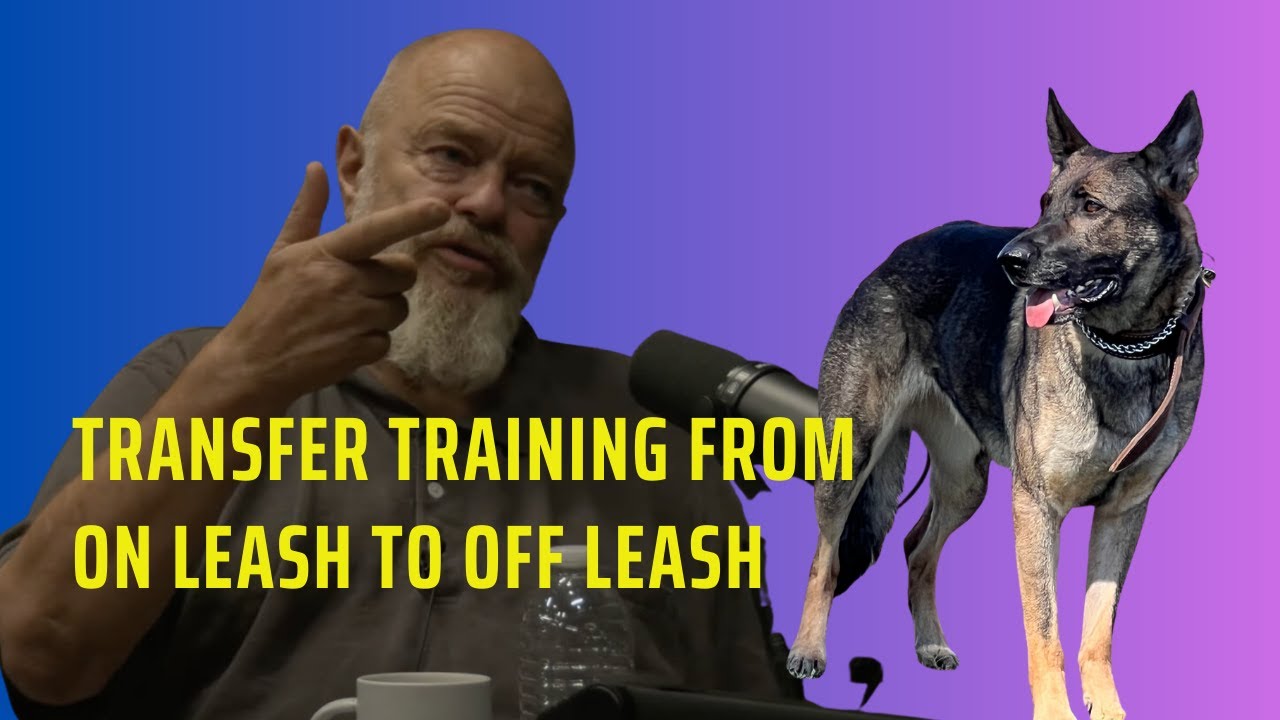 How to transfer training from on leash to off leash